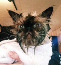 Oscar after his bath ;)